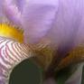 Collection Irises, Digital Photography