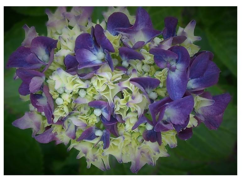 Dark Purple Hydrangea Buds - Print