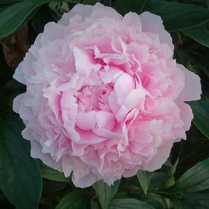 Collection Peony Flowers