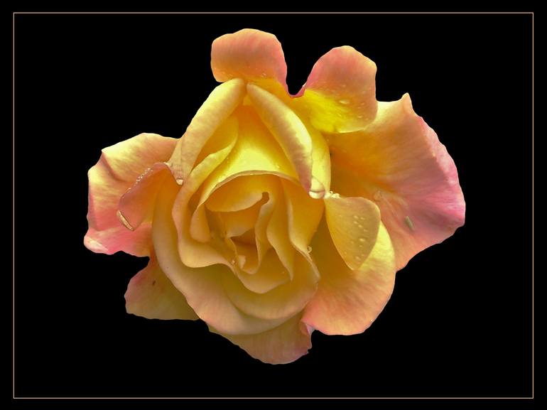 Golden Yellow Coral Rose - Print