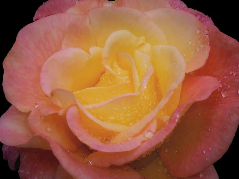 Golden Yellow Coral Rose II - Print