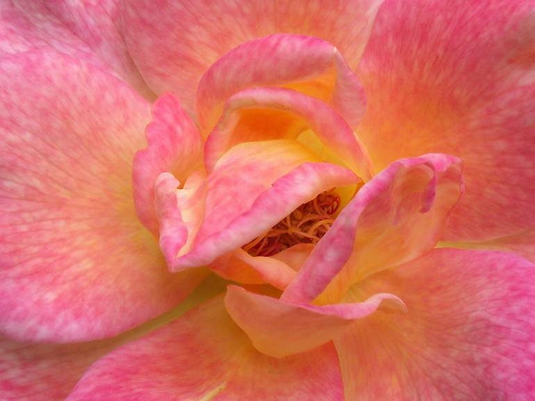 Coral Pink Speckled Rose - Print
