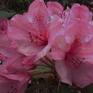 Collection Pink Rhododendron Flowers
