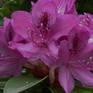 Collection Pink Rhododendron Flowers
