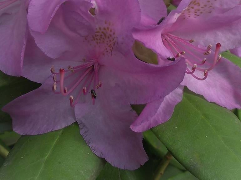 Pink Lavender Rhododendron I - Print