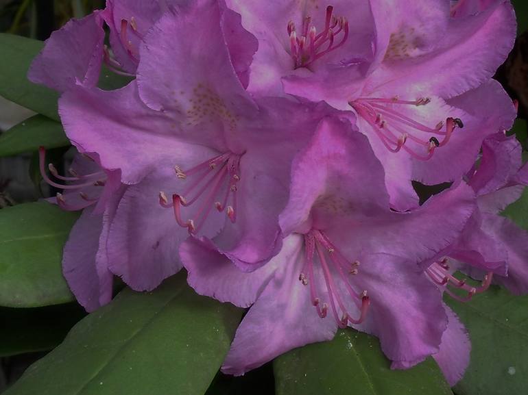 Pink Lavender Rhododendron II - Print