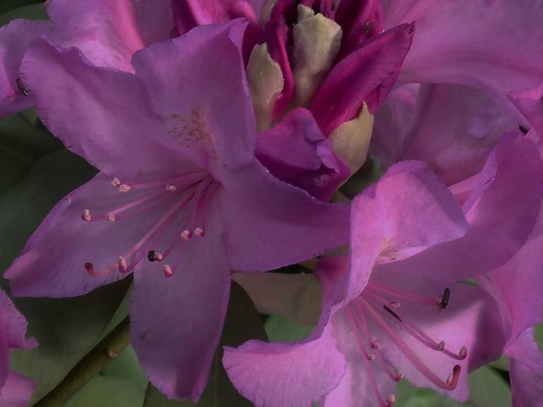 Pink Lavender Rhododendron III - Print