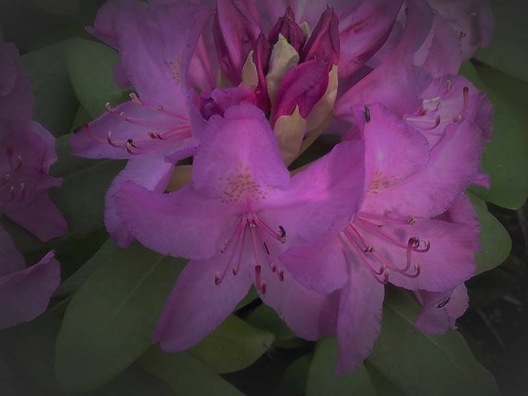 Pink Lavender Rhododendron IV - Print