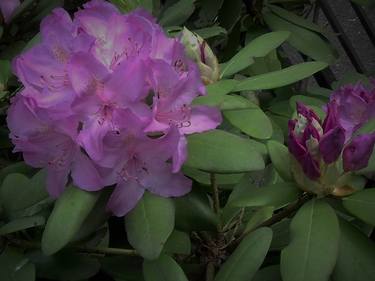 Pink Lavender Rhododendron V thumb