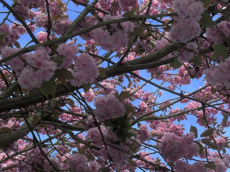 Pink Cherry Blossoms II - Print