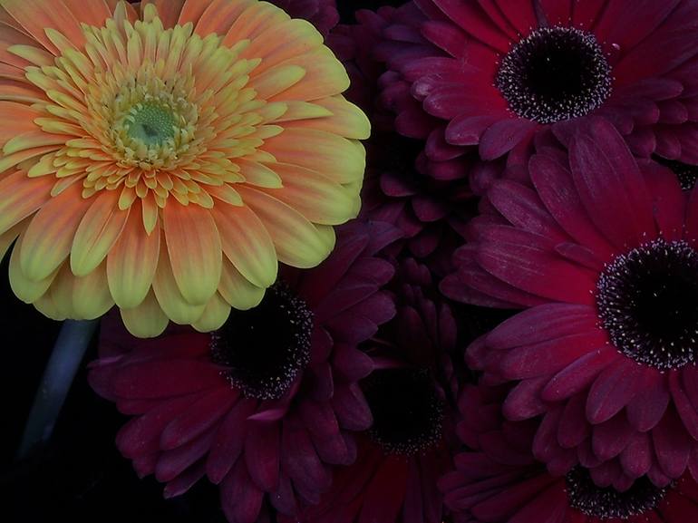 Original Photorealism Floral Photography by Holly Winters