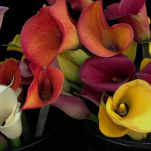 Collection Calla Lilies