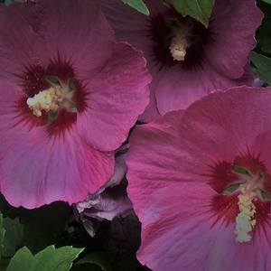 Collection Rose of Sharon