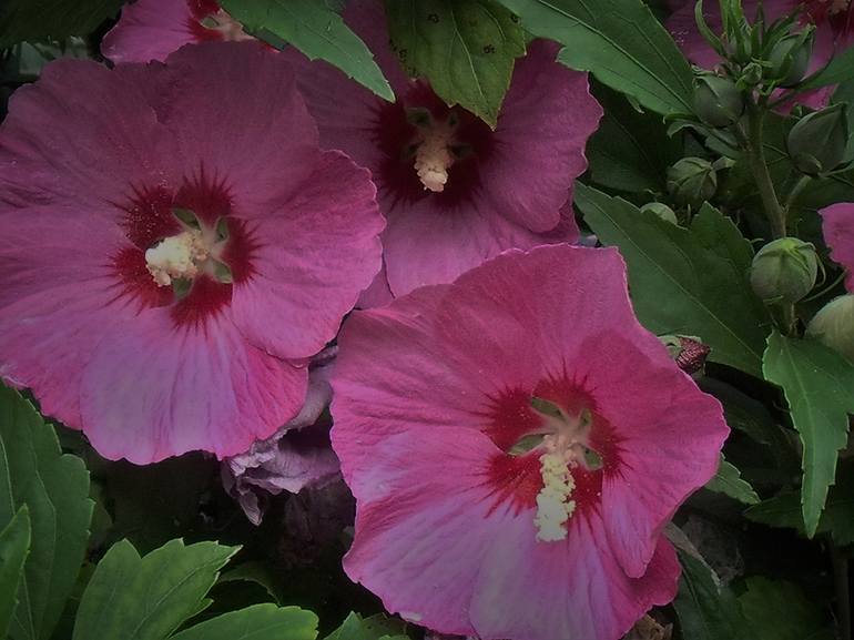 Pink Rose of Sharon II - Print