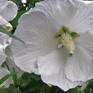 Collection Rose of Sharon
