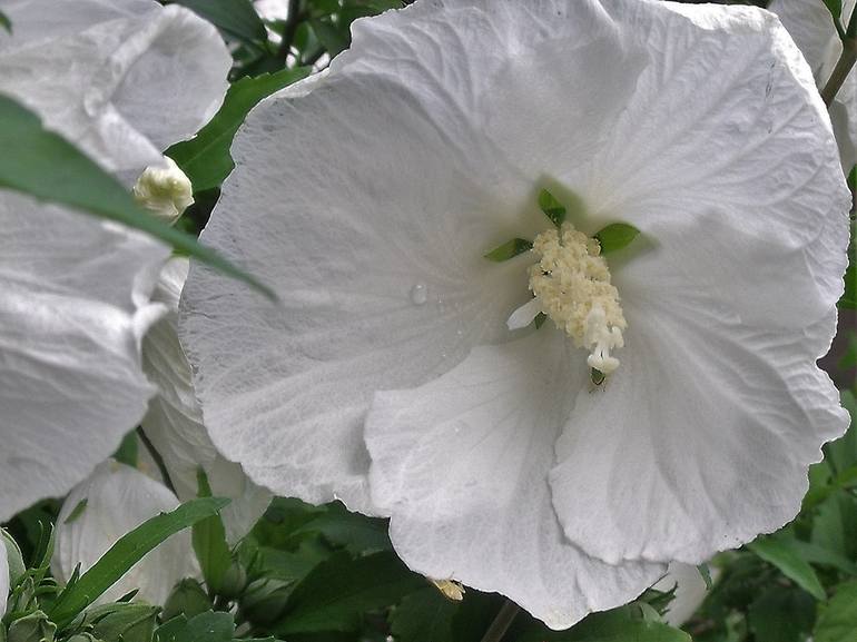 White Rose of Sharon - Print