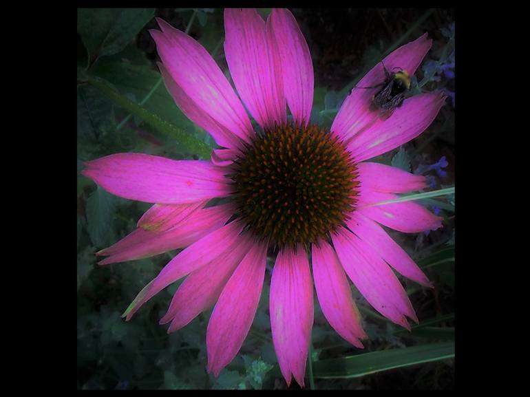 Bee on Pink Echinacea - Print