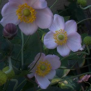 Collection Japanese Anemone