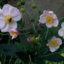 Collection Japanese Anemone