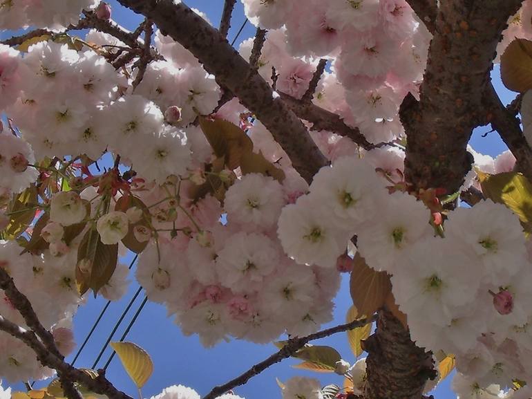 Pink and White Cherry Blossoms I - Print