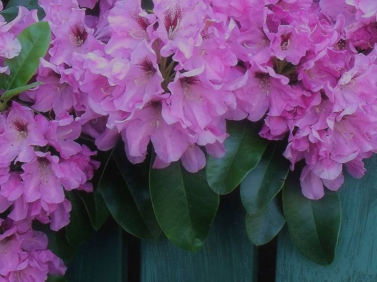 Lavender Pink Rhododendron - Print