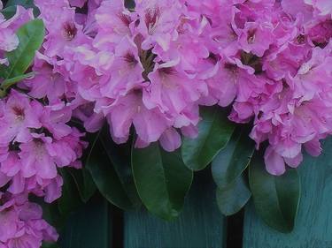Lavender Pink Rhododendron thumb