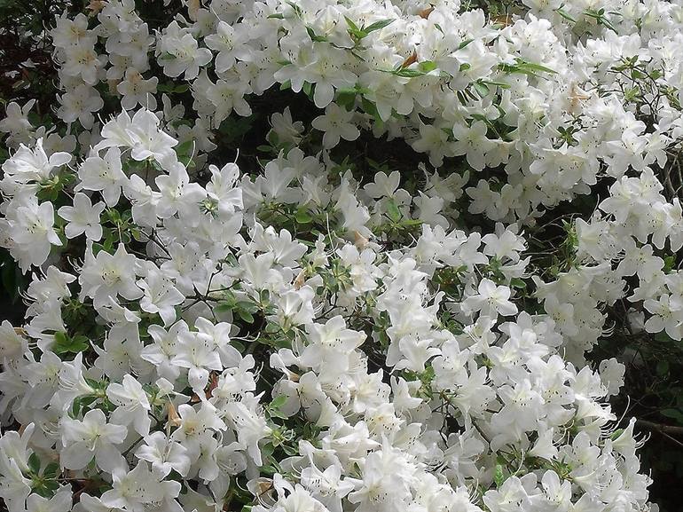 White Azalea Flowers - Print