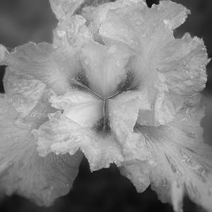 Collection Black and White Floral Photos