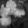 Collection Black and White Floral Photos