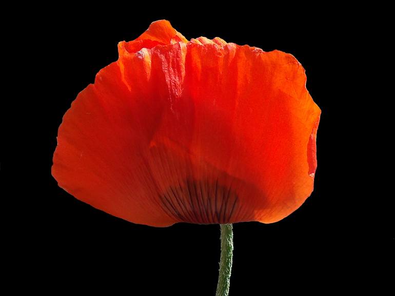 Icelandic Orange Poppy II - Print