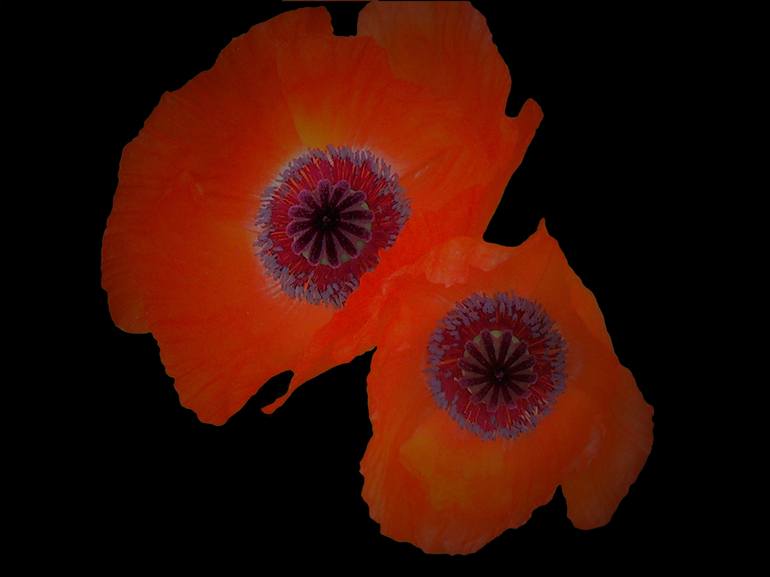 Orange Poppy I - Print