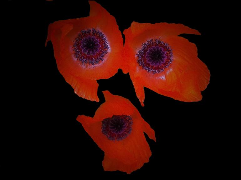 Orange Poppy II - Print