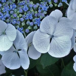 Collection White and Blue Lacecap Hydrangea