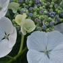 Collection White and Blue Lacecap Hydrangea