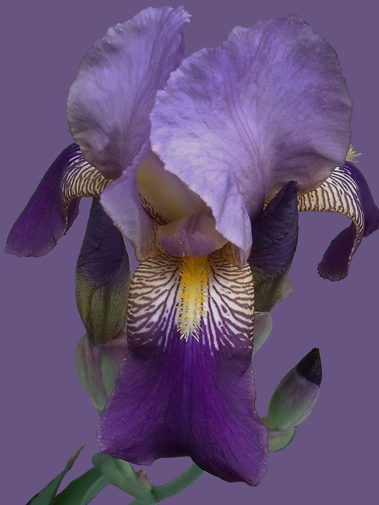 Purple Bearded Iris III - Print