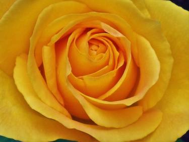 Yellow Rose Closeup II thumb