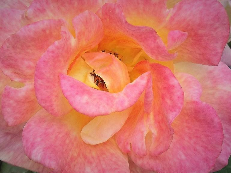 Pink Speckled Rose Closeup II - Print