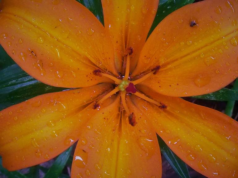 Orange Lily with Raindrops - Print