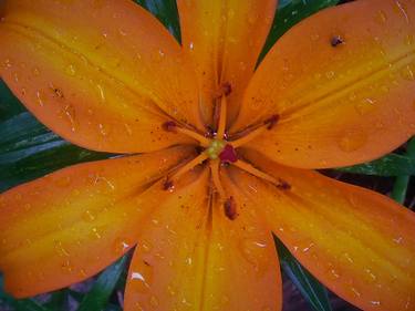Orange Lily with Raindrops thumb