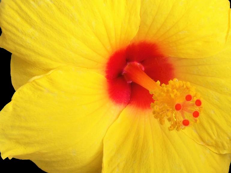 Yellow Hibiscus Flower I - Print