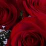 Collection Red Roses