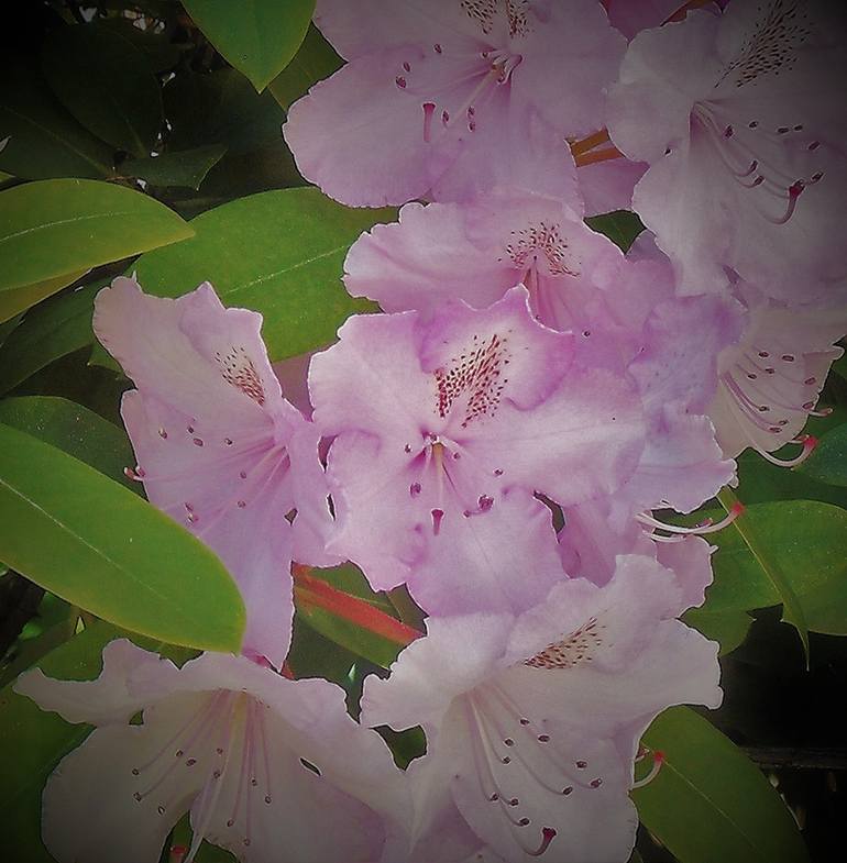 Light Pink Rhododendrons - Print