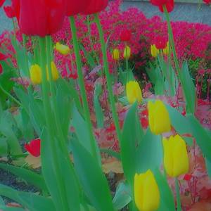 Collection Colourful Garden Tulips