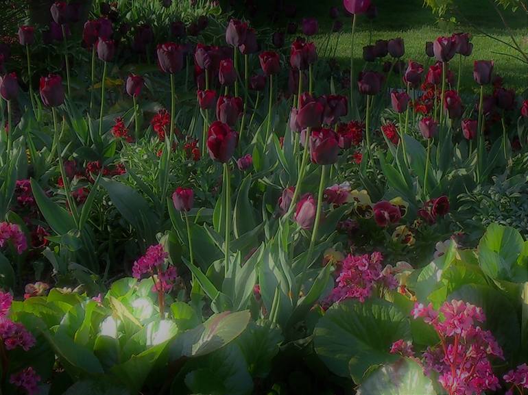 A Garden of Dark Tulips - Print