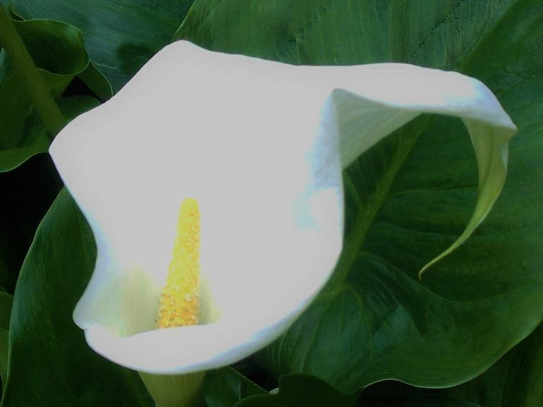 White Calla Lily I - Print