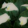 Collection Calla Lilies