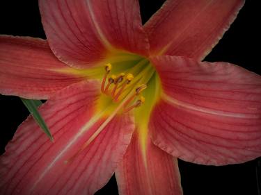 Red Lily Yellow Center thumb