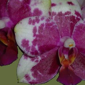 Collection Moth Orchid