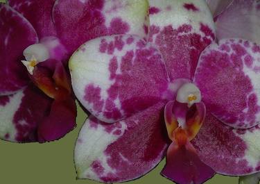 Rose Speckled Moth Orchid I thumb