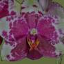 Collection Moth Orchid